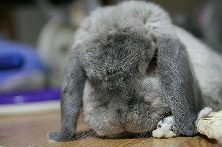 権ちゃんは