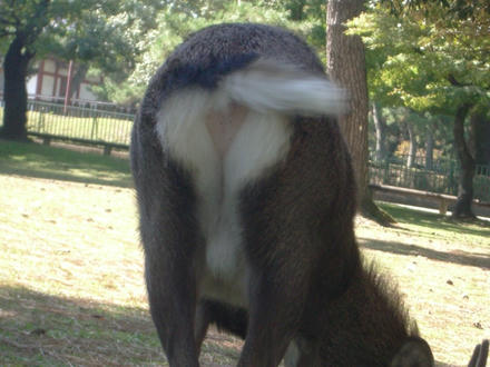 お尻