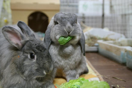 うまいでぇ