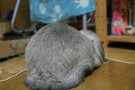 ういろうや！！