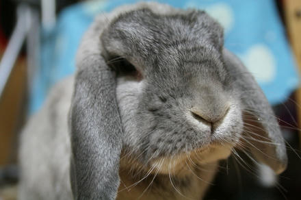 カワイイ子、見せて