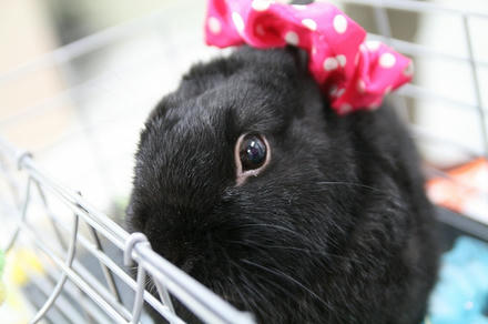 赤いシュシュ