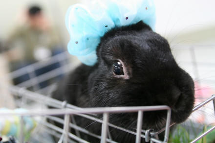 青いシュシュ