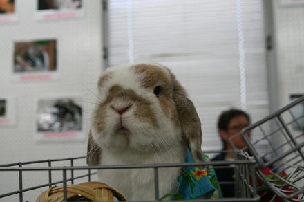 ももち君！