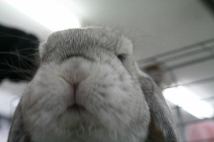 ウリちゃん
