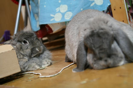 にいたんは