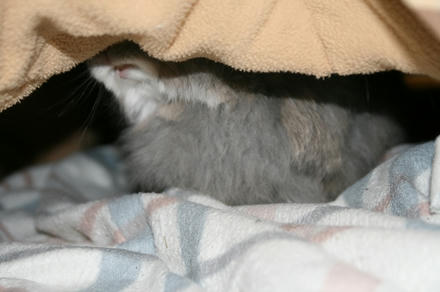 パパの