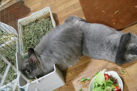食べやすいんでちゅ