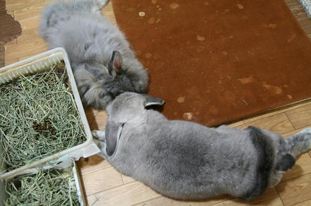 オデコこっつんでちゅ