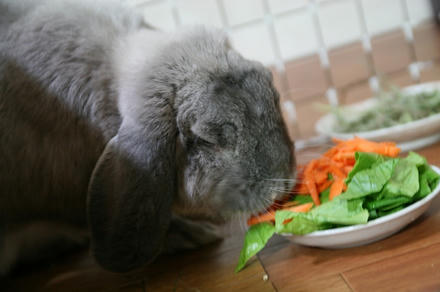 食べてるで