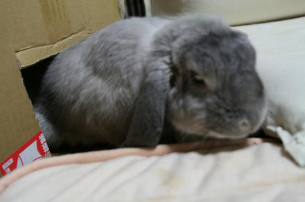 うわぁ！