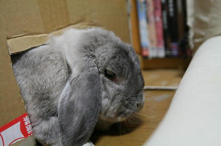 落ち着くぅ