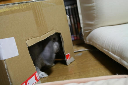 新しい箱