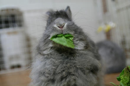 食べてまちゅ