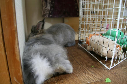 お詫びに