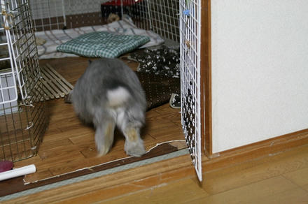 ちらって