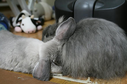 あんなんは