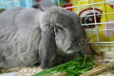 生牧草と