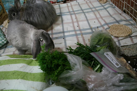 お野菜を！