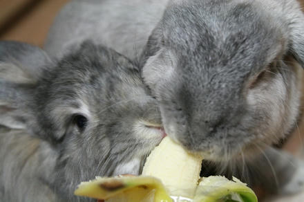 がるるるる