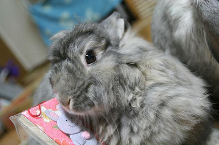かわいいでちゅ～！