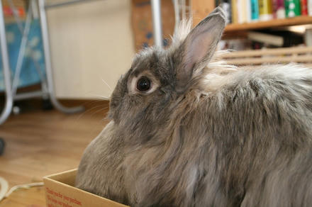 巨マフでちゅ