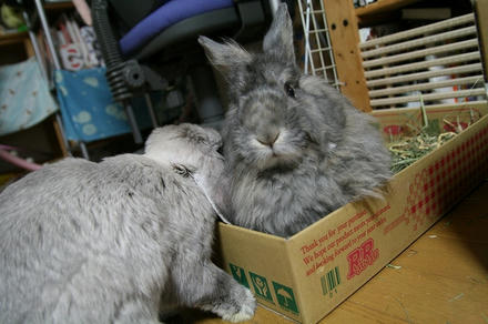 牧草入れが