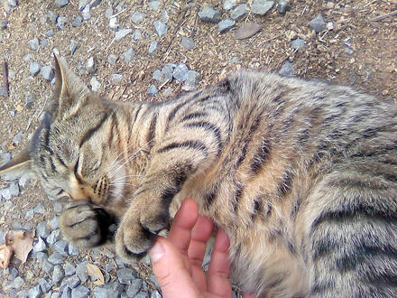 ニャンコが