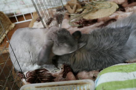 キレイにしたるから