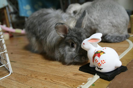 どっちが