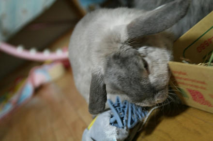 うりゃ