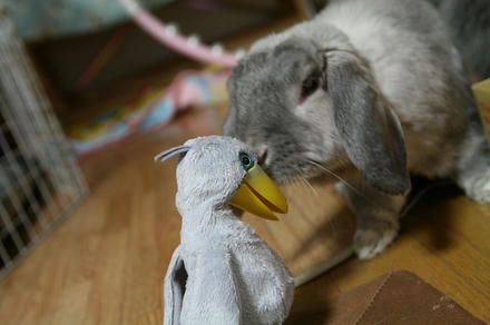 サカナを