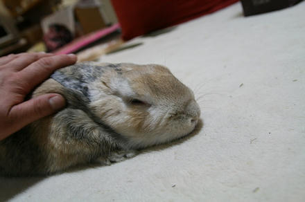 運動したら