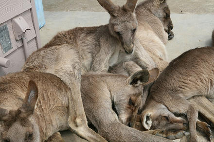 カンガルー