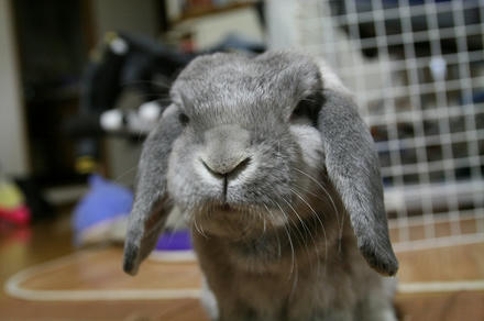 あの動物は