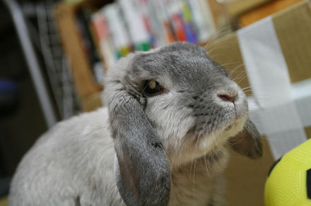 お願いが