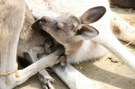 ボクのママなのに～