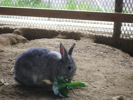 ウサギさんが