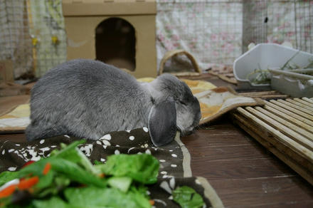 食べたら