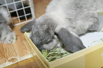 オヤツを