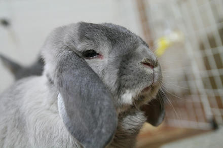 生でも