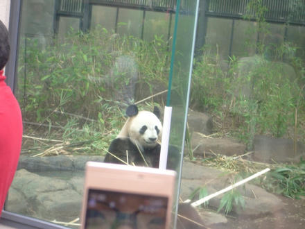 パンダも