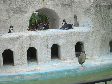 ペンギン？？