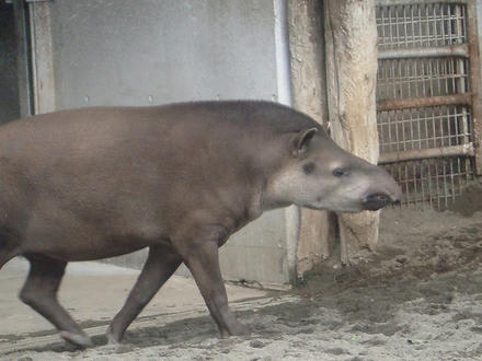 獏