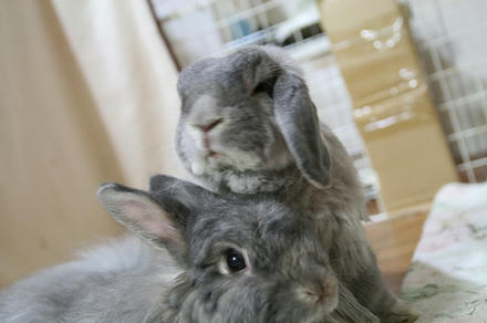 おくればせながら