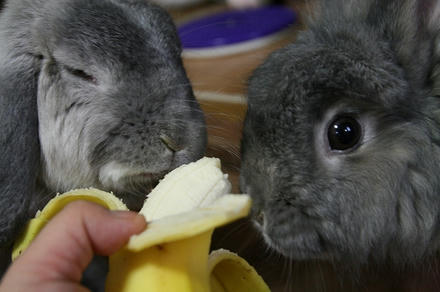 おめでとうでちゅ