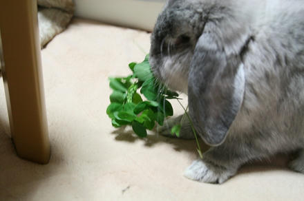 食べるで！！