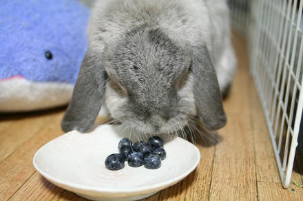 食べる