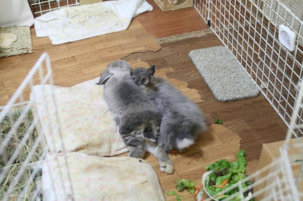ぴったんこ