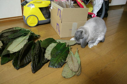 こっちにもいっぱい